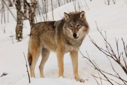 В одном поселке Кировской области волки загрызли больше 30 собак